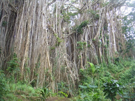 The trunk is just one huge wall, giant banyan, Leitouapam, Tanna.