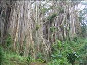 The trunk is just one huge wall, giant banyan, Leitouapam, Tanna.: by thomasz, Views[178]