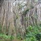 The trunk is just one huge wall, giant banyan, Leitouapam, Tanna. Views[203]