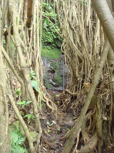 There's even a spring in the middle of the tree, giant banyan, Leitouapam, Tanna.