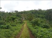 Road outside Leitouapam, Tanna.: by thomasz, Views[198]