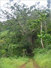 Banyan towering over the road, Leitouapam, Tanna. : by thomasz, Views[203]