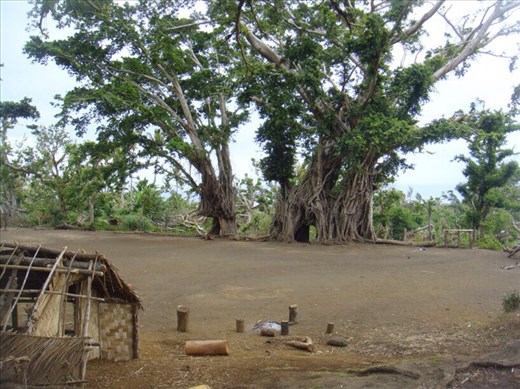 Banyans around a village square, Tanna.