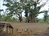 Banyans around a village square, Tanna.: by thomasz, Views[241]