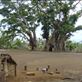 Banyans around a village square, Tanna. Views[227]