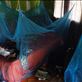Mosquito nets, Lombaha, Ambae. Views[154]