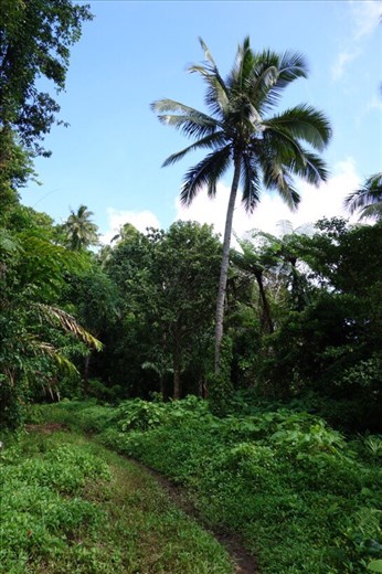 On the way to the gardens, Lombaha, Ambae.