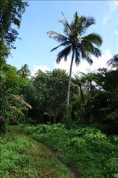 On the way to the gardens, Lombaha, Ambae.: by thomasz, Views[143]