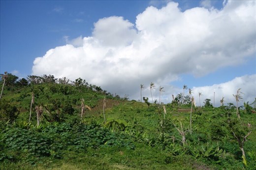 Sloped gardens, Pam felled many coconut trees (& in certain places even ripped the grass out!), Lownelapen, Tanna.