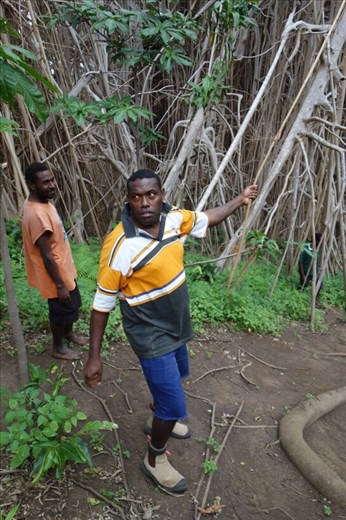 Robert: 'my hands are too sweaty for swinging vines', giant banyan, Leitouapam, Tanna.