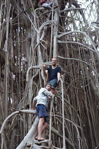 A banyan is easy to climb, giant banyan, Leitouapam, Tanna.