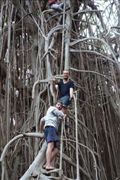 A banyan is easy to climb, giant banyan, Leitouapam, Tanna.: by thomasz, Views[146]