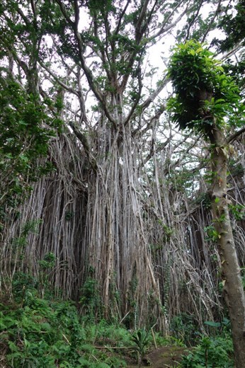 Aerial roots functioning as a collection of trunks, giant banyan, Leitouapam, Tanna.