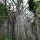 Aerial roots functioning as a collection of trunks, giant banyan, Leitouapam, Tanna. Views[174]