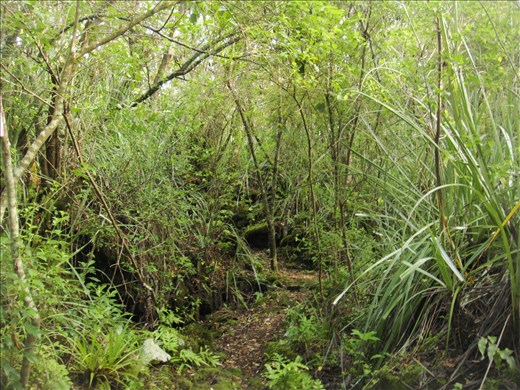 Very green, Rongitoto Island.