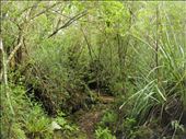Very green, Rongitoto Island.: by thomasz, Views[205]