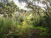 Mossy path, Rongitoto Island. : by thomasz, Views[174]