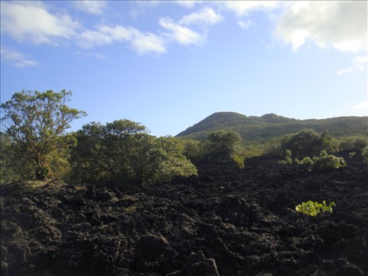 Lava fields, crater in sight, Rongitoto Island.