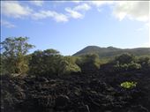 Lava fields, crater in sight, Rongitoto Island.: by thomasz, Views[137]