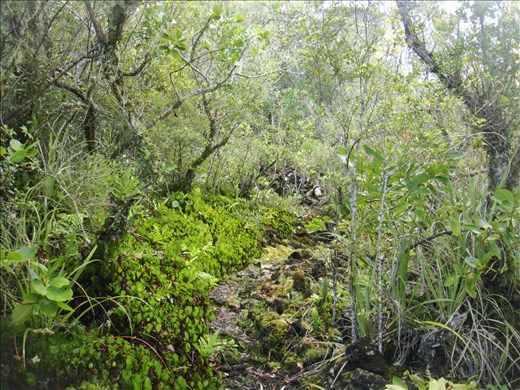 Kidney ferns!, Rongitoto Island. 