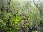 Kidney ferns!, Rongitoto Island. : by thomasz, Views[185]