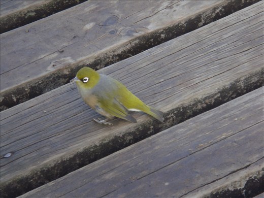 Silver-eye, Rongitoto Island.