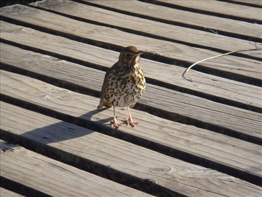 Song thrush, Rongitoto Island.