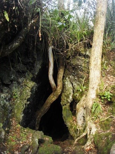 Lava cave, Rongitoto Island.