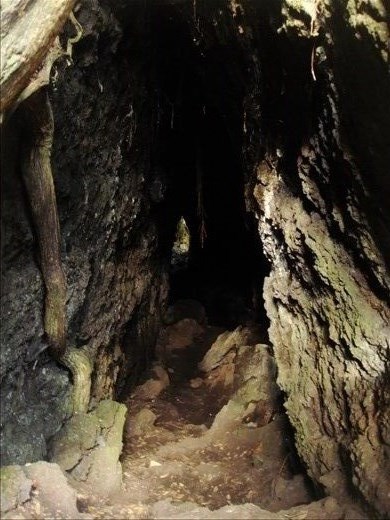 The bright end of the tunnel, lava cave, Rongitoto Island.