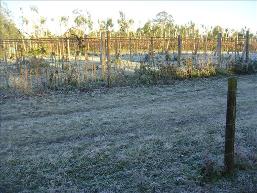 Frost, Kerikeri, Northland.