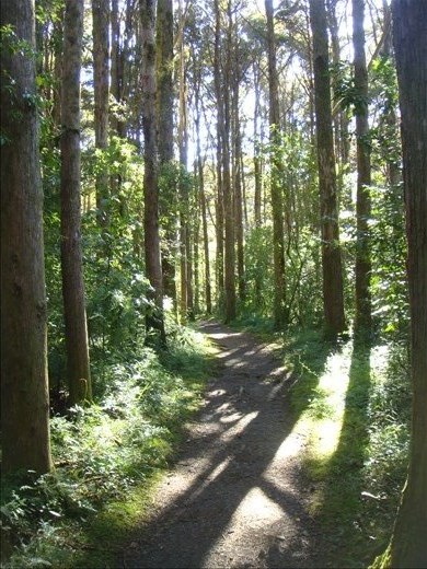 Kerikeri walkway, Northland.