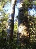 Big kauris, Manginangina, Puketi forest, Northland.: by thomasz, Views[151]