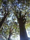 Mighty canopy, Manginangina, Puketi forest, Northland.: by thomasz, Views[146]
