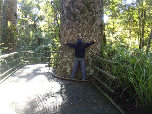Massive trunks those kauri, Manginangina, Puketi forest, Northland.