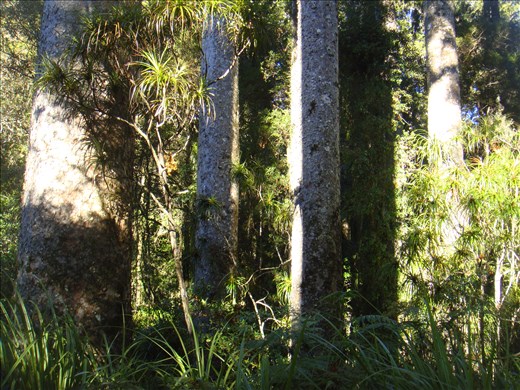 Stand of kauri, Manginangina, Puketi forest, Northland.