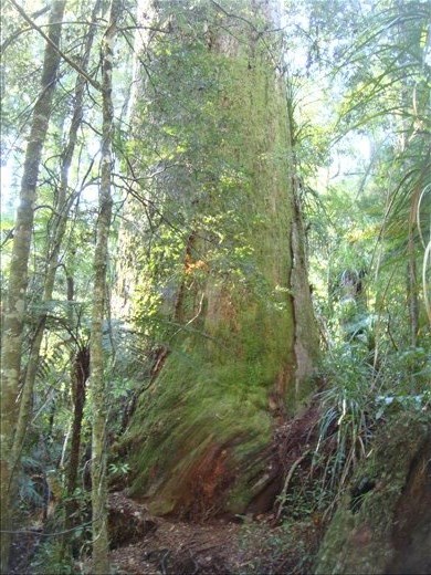 Huge kauri, Manginangina, Puketi forest, Northland.