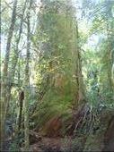 Huge kauri, Manginangina, Puketi forest, Northland.: by thomasz, Views[323]