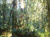 Very dense forest, Manginangina, Puketi forest, Northland.: by thomasz, Views[207]