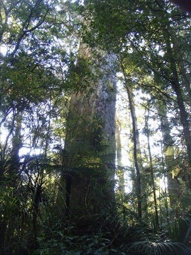 Another giant, Manginangina, Puketi forest, Northland.