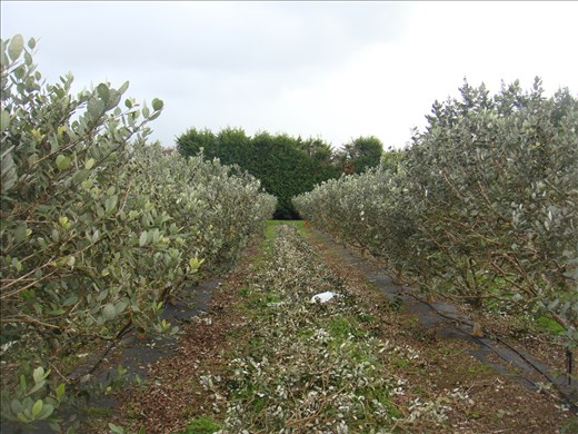 Pruning fijoas, helpx in Kerikeri, Northland.