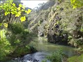 Wairakau stream track, Whangaroa harbour, Northland.: by thomasz, Views[186]