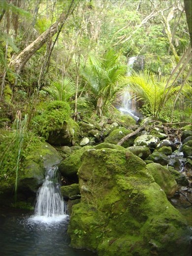'Disappearing falls', Wairakau stream track, Whangaroa harbour, Northland.
