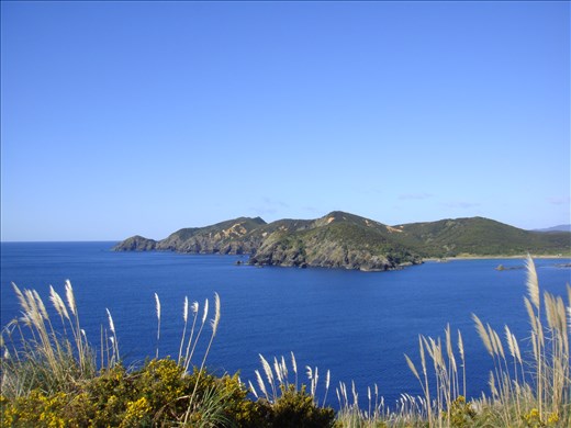 Looking out over Maitai Bay, pampas grass in the foreground, a nasty weed, Northland.