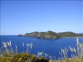 Looking out over Maitai Bay, pampas grass in the foreground, a nasty weed, Northland.: by thomasz, Views[231]