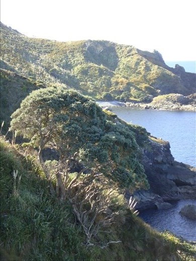 Pohutukawa tree, Maitai Bay, Northland.