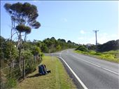 Somewhere on State Highway 1, hitchhiking to Cape Reinga, Northland.: by thomasz, Views[222]