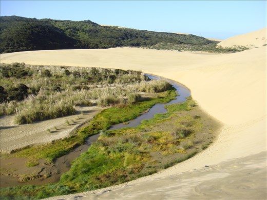 Te Paki stream next to giant sand dunes, Te Paki Reserve, Northland.