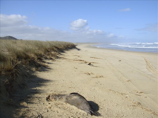 Here's a dead seal for you, 90 mile beach, Te Paki Reserve, Northland.