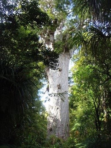 Tane Mahuta (Lord of the Forest), world's largest Kauri tree, Waipoua forest, Northland.