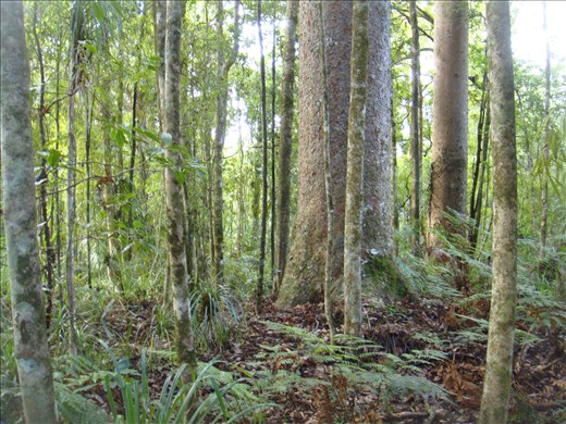 Waipoua forest, Northland.